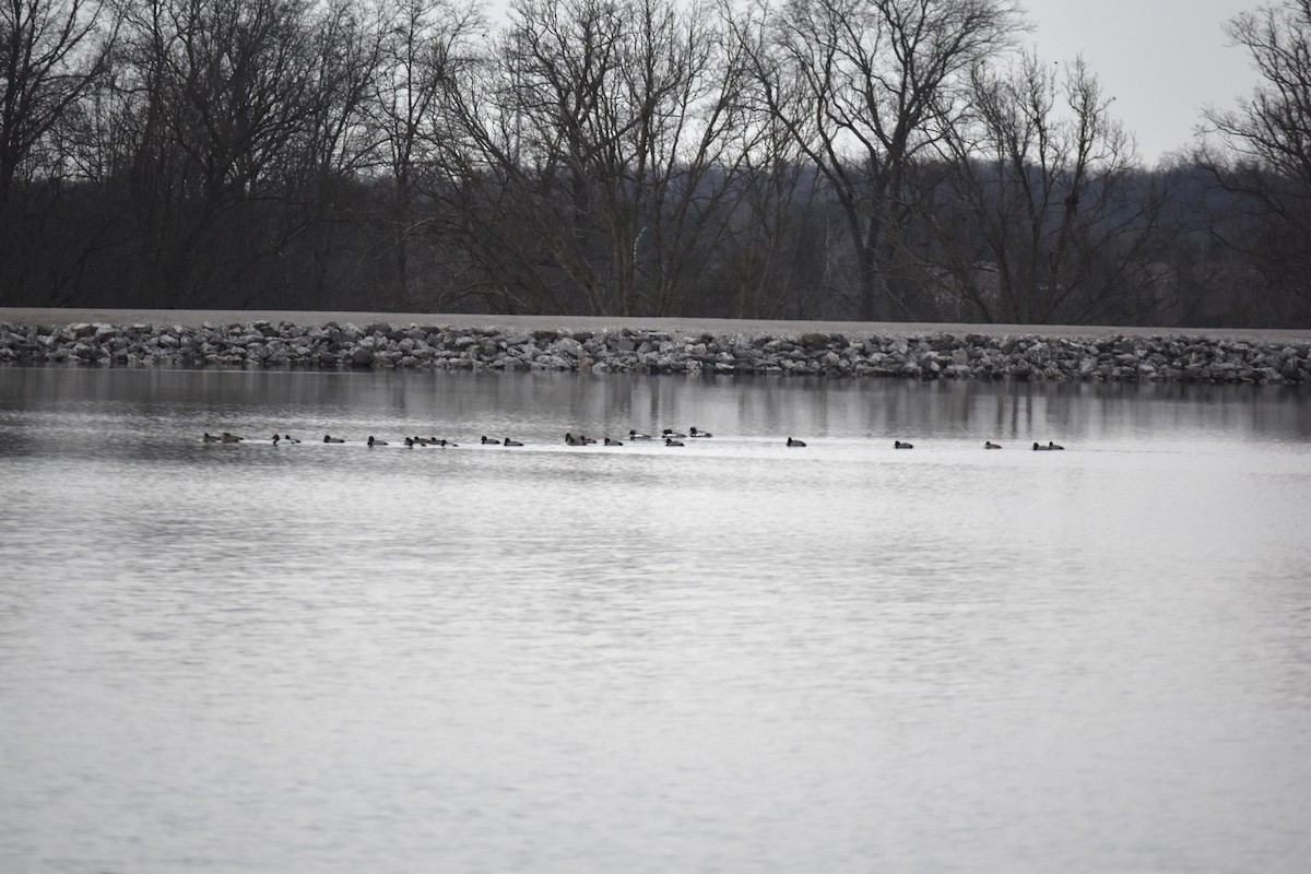 Red-breasted Merganser - ML454650101