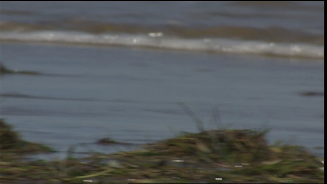 Bécasseau sanderling - ML454652