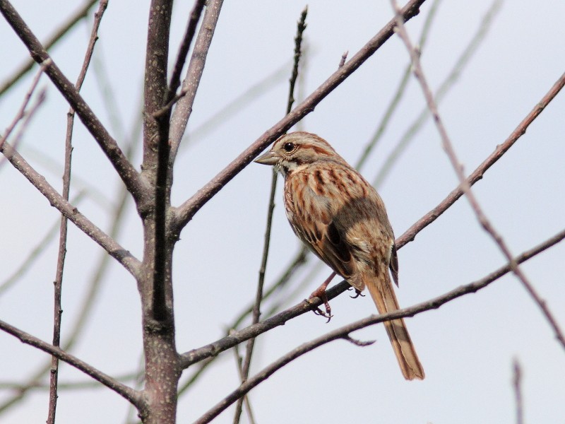 Song Sparrow - ML454652201