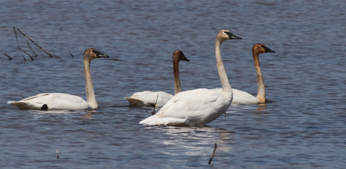 Trumpeter Swan - Ryan Brady