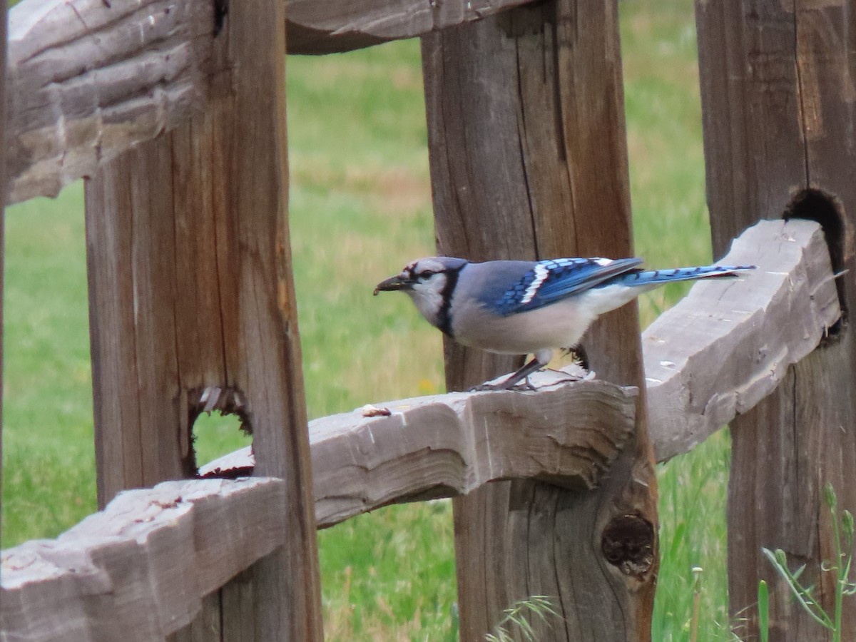 Blue Jay - ML454653441