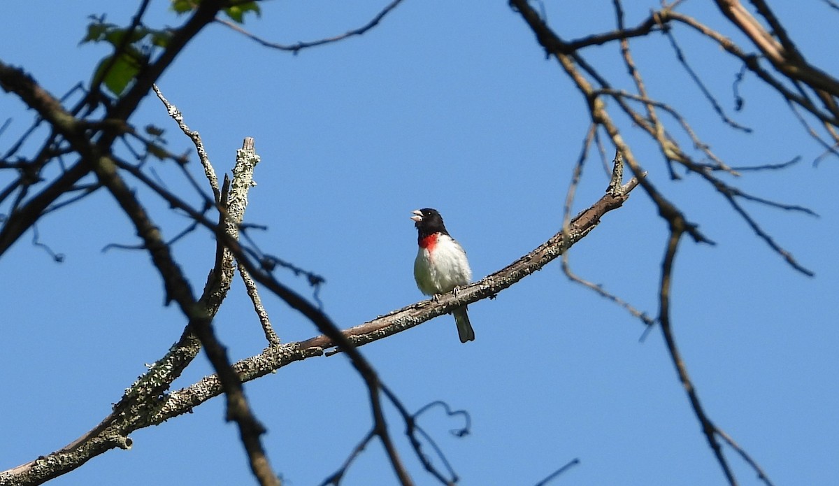 Rose-breasted Grosbeak - ML454653681