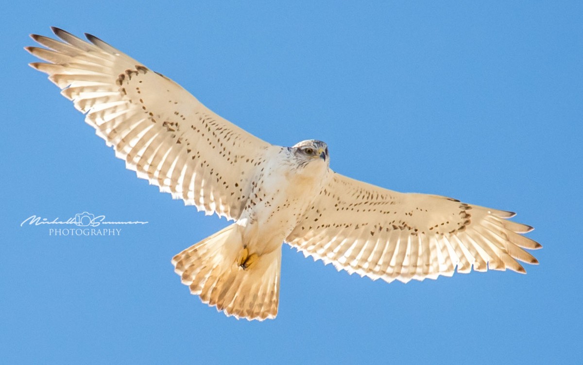 Ferruginous Hawk - ML454654921