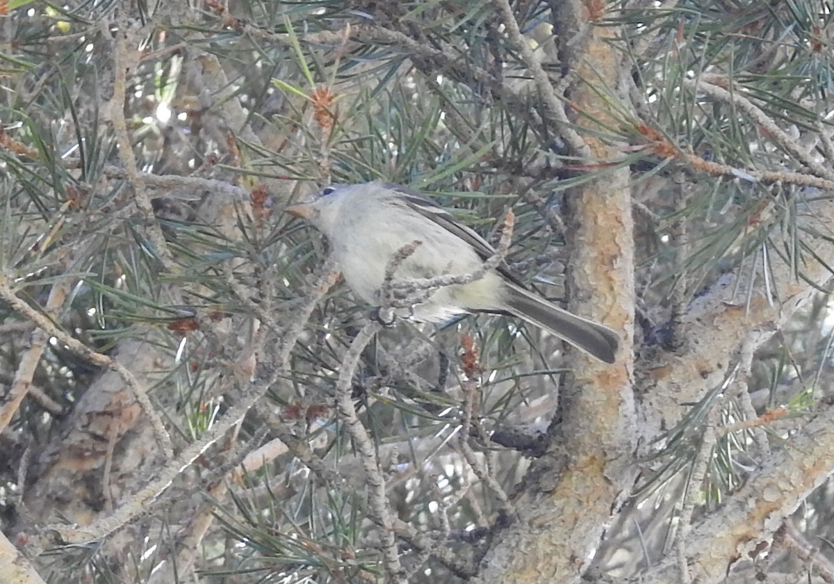 Dusky Flycatcher - Andrew Birch