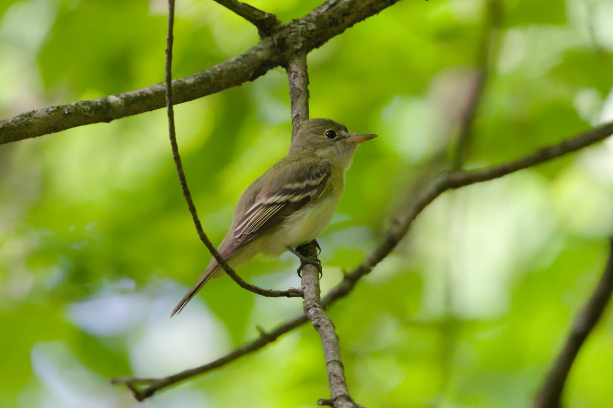 tyranovec zelenavý - ML454655601