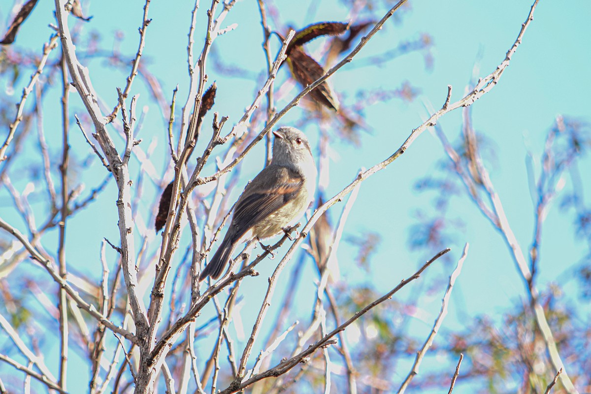 Pitajo de Patagonie - ML454655971