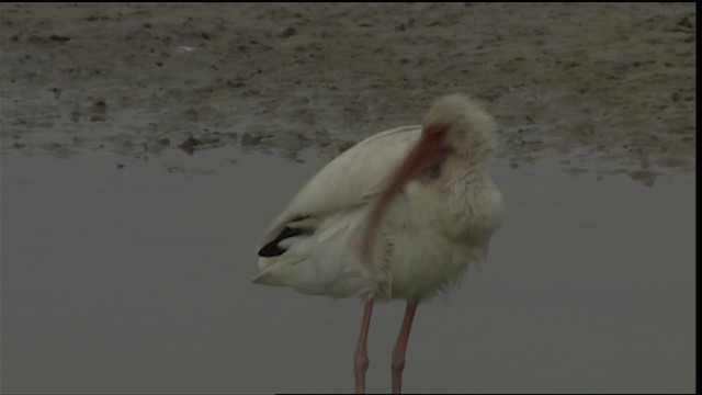 White Ibis - ML454656