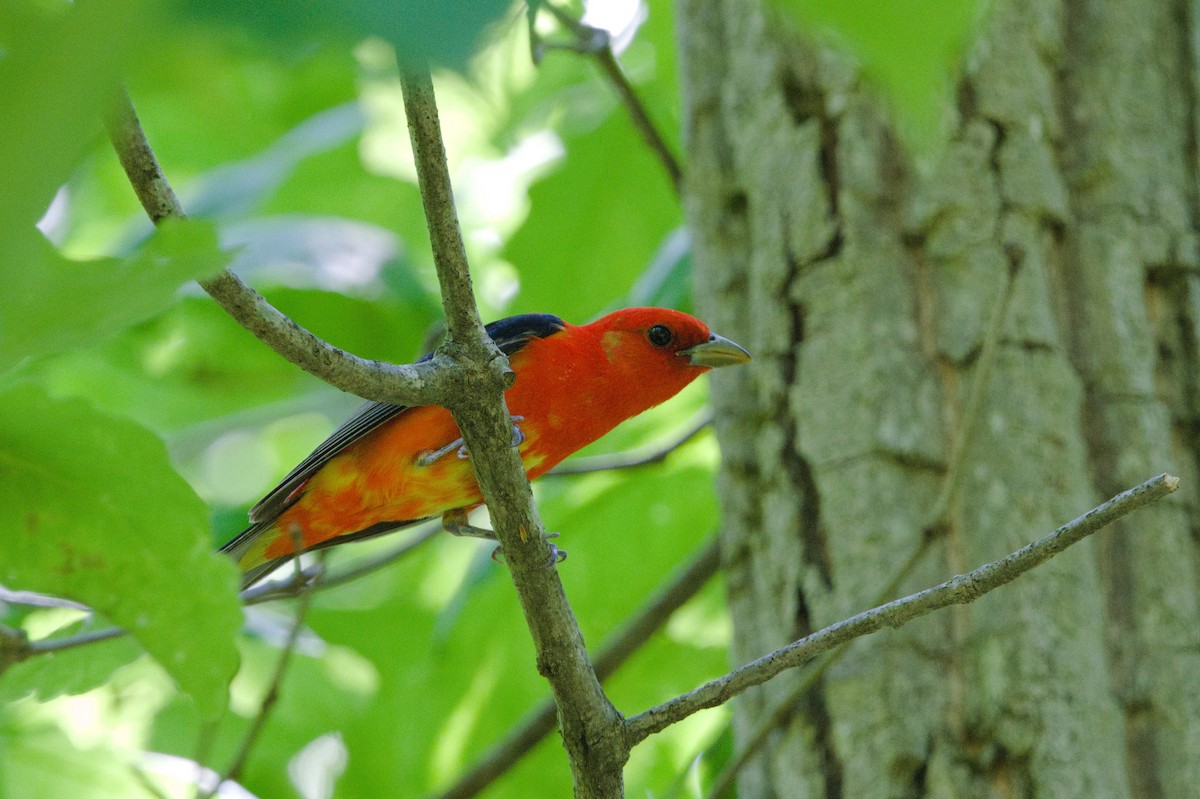 Scarlet Tanager - ML454656091