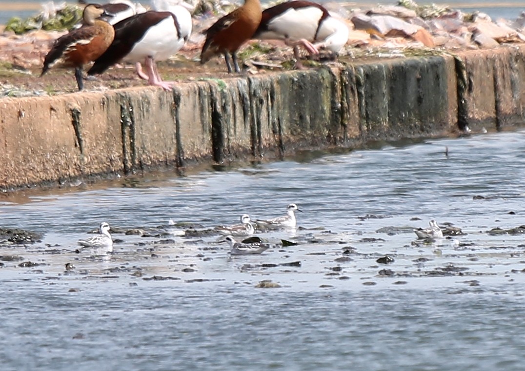 Red-necked Phalarope - ML454656441