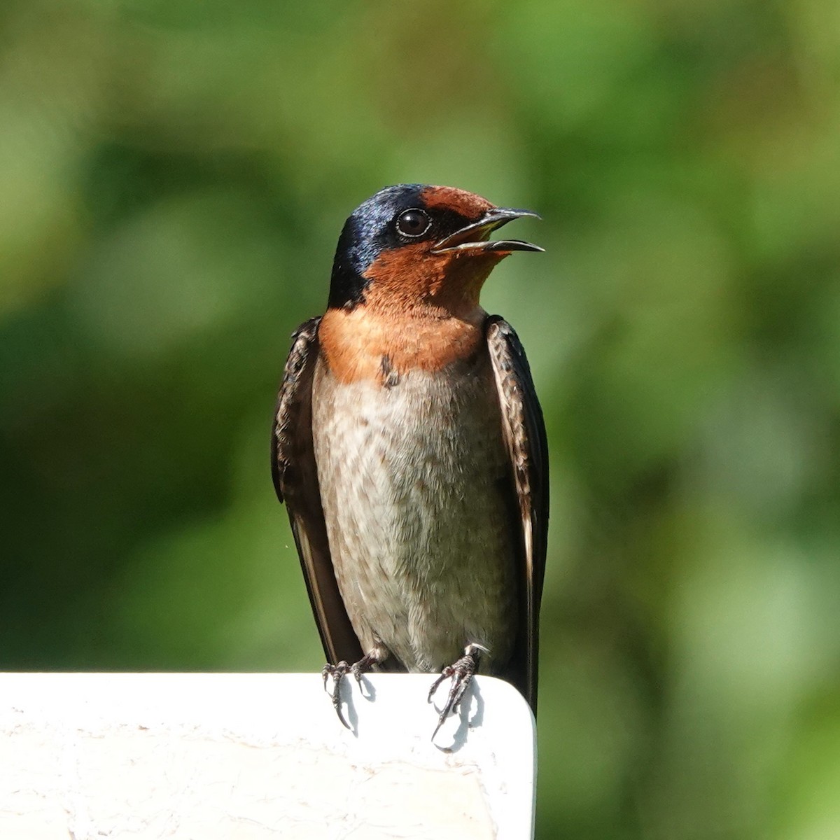 Pacific Swallow - ML454656951