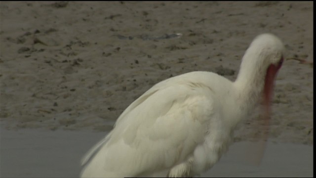 White Ibis - ML454657