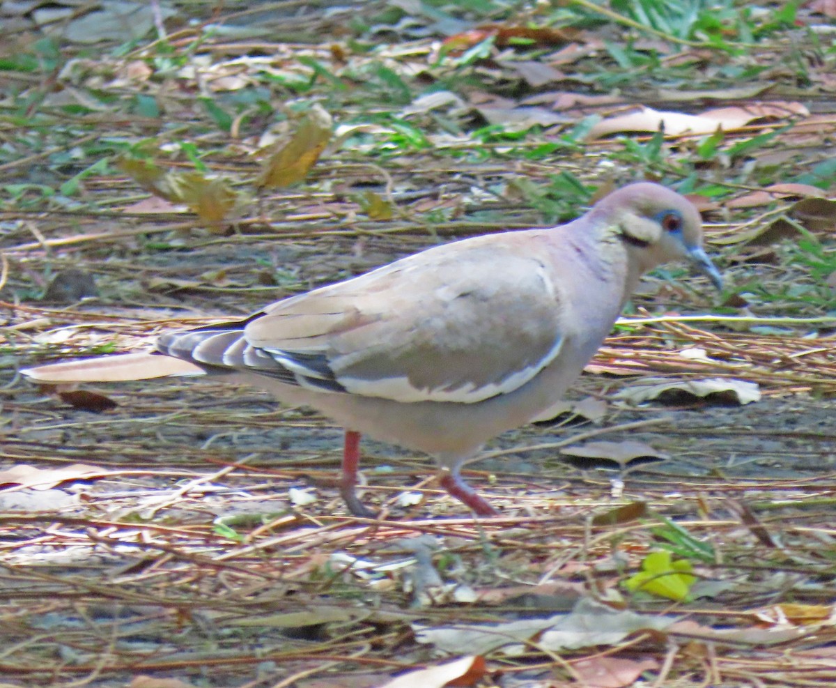 White-winged Dove - ML454657291