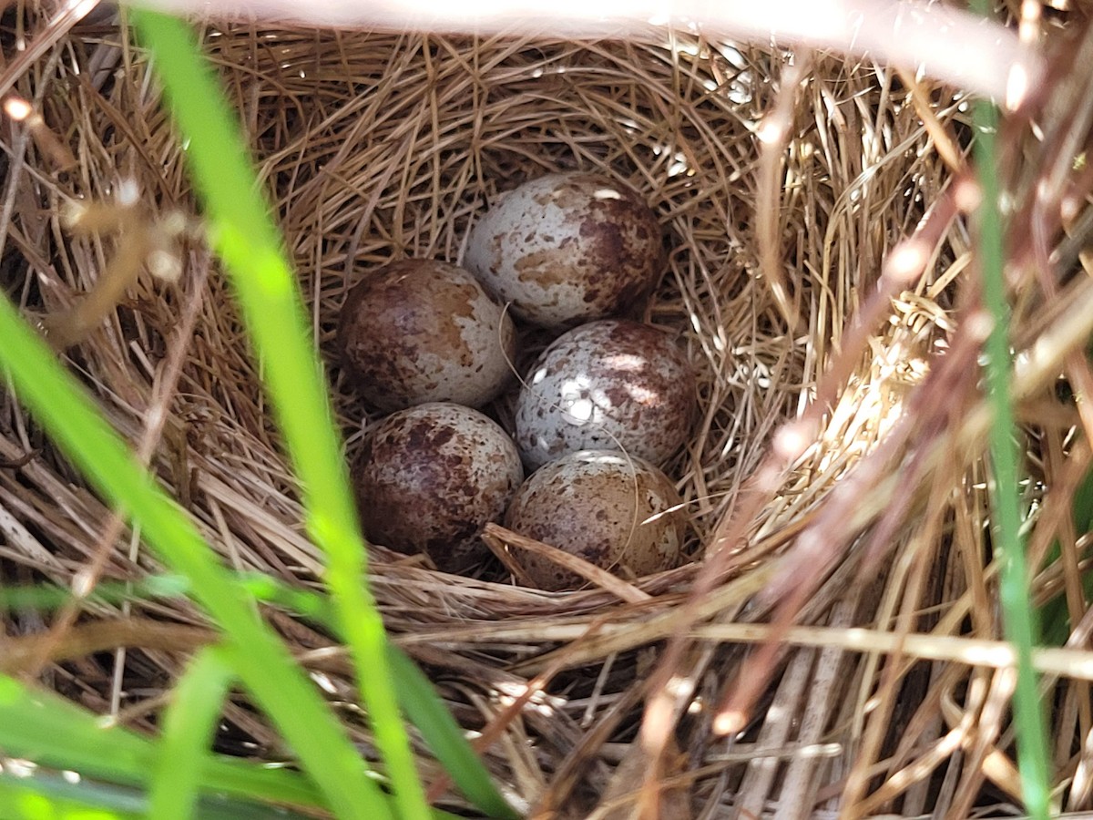 Savannah Sparrow - ML454657471