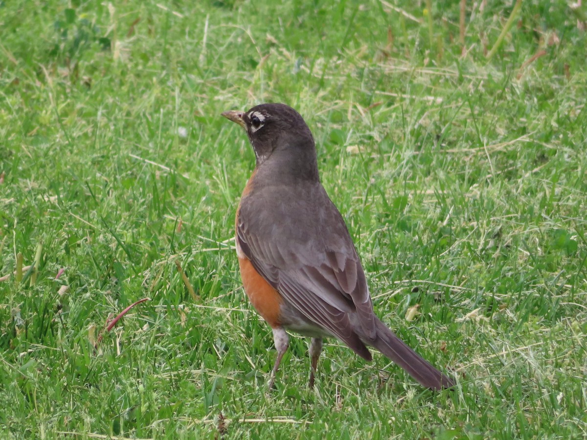 American Robin - ML454657871