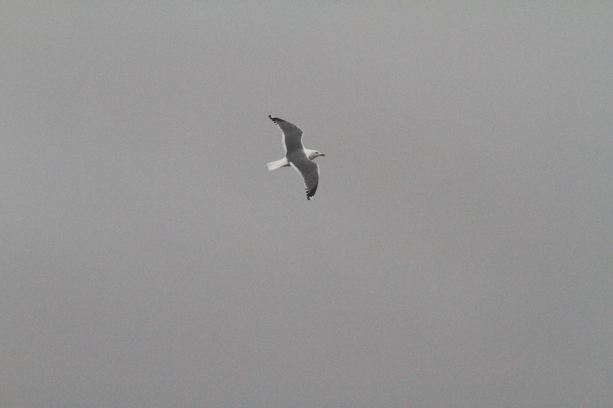 Common Gull (Kamchatka) - ML454657921