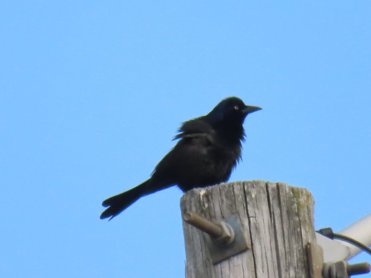 Common Grackle - ML454658081