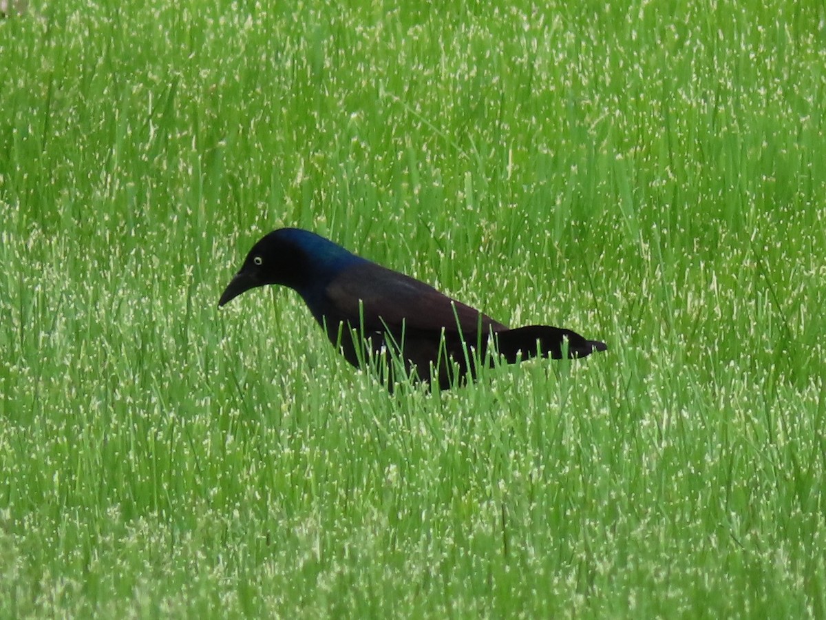Common Grackle - ML454658111