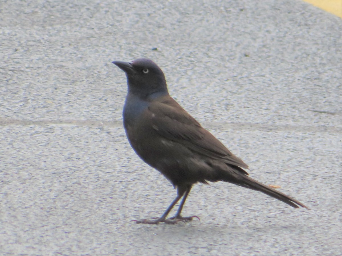 Common Grackle - ML454658131