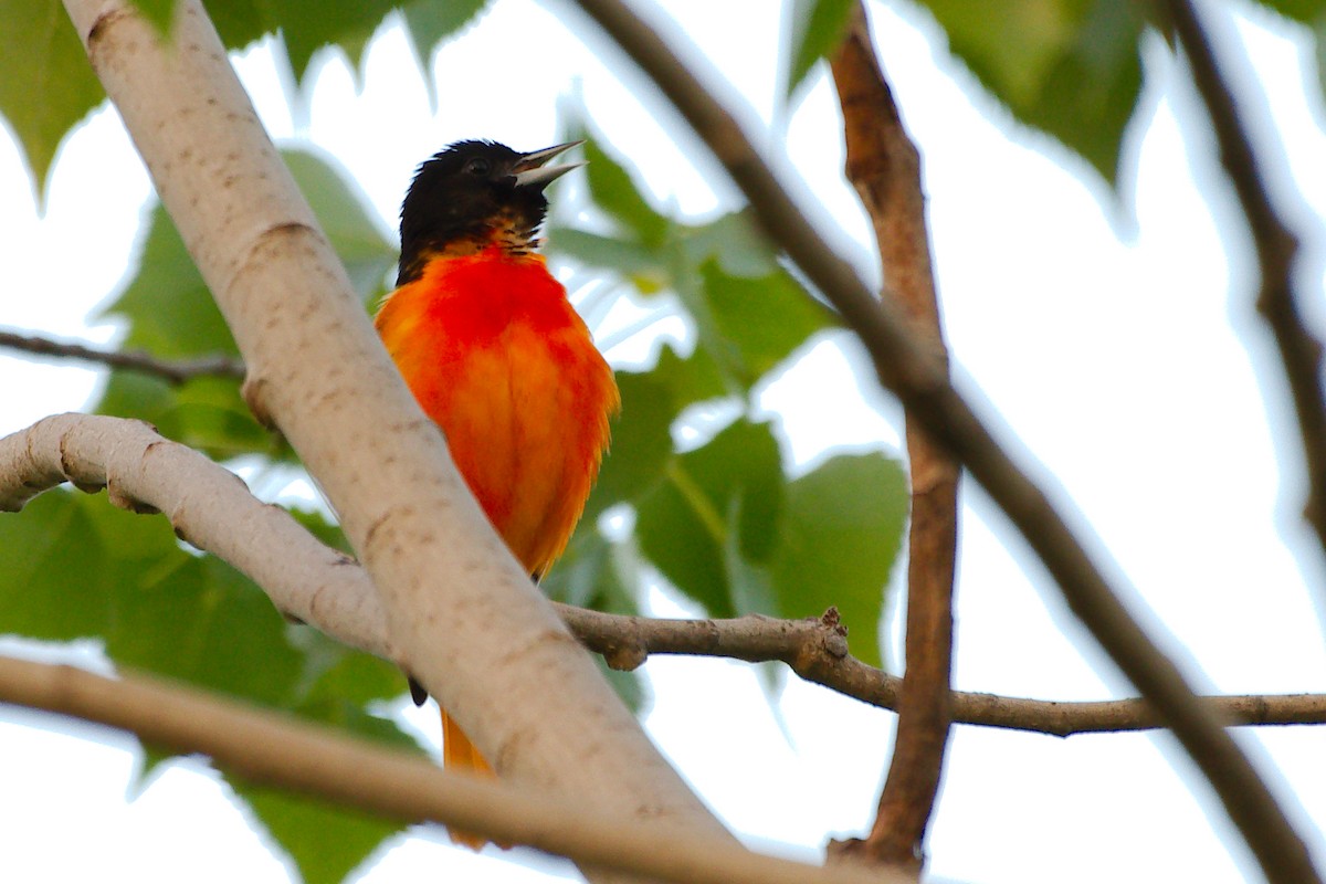 Baltimore Oriole - ML454659331