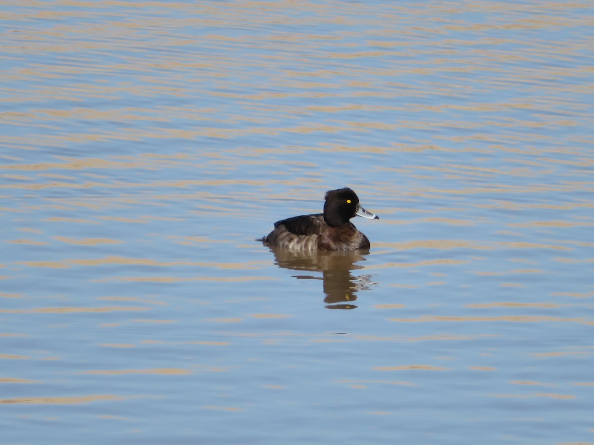 鳳頭潛鴨 - ML45466011