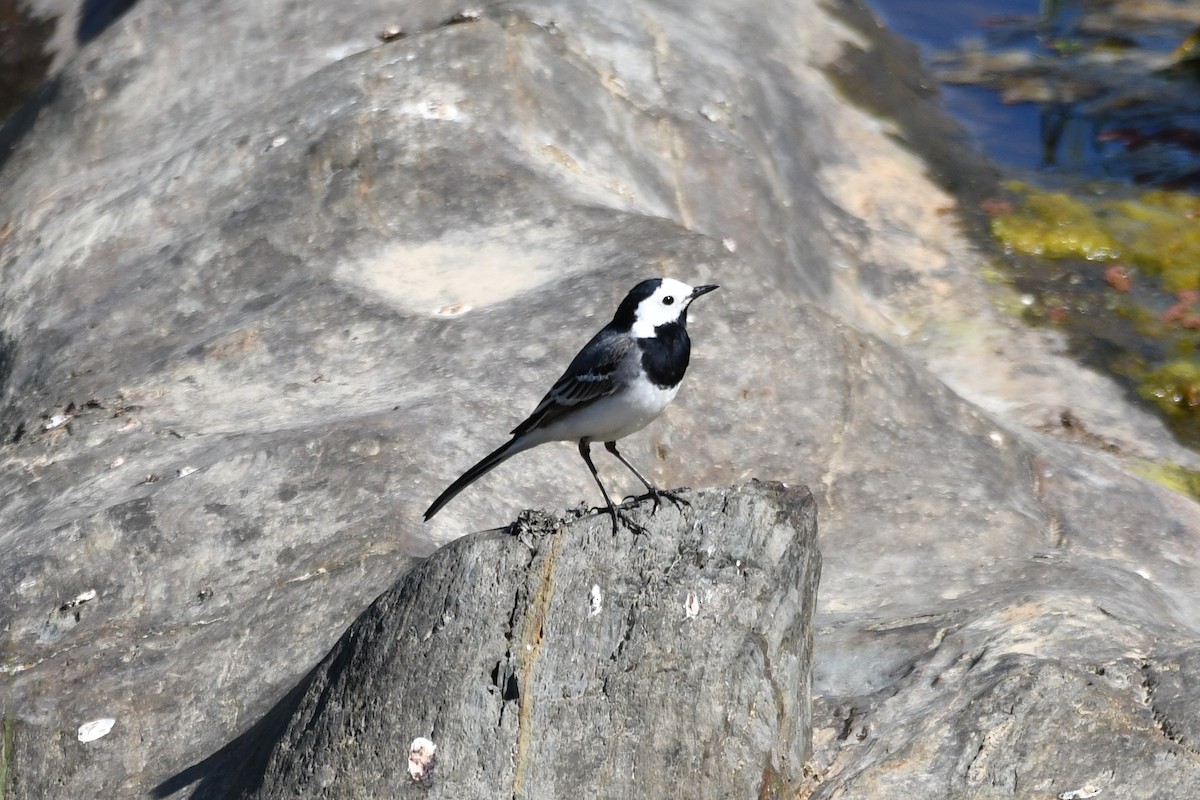 White Wagtail - ML454661581