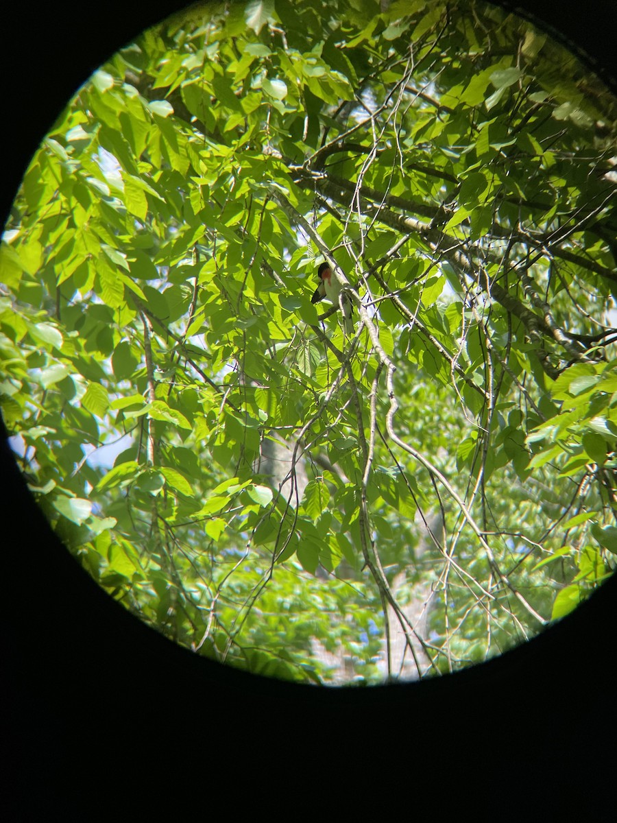 Rose-breasted Grosbeak - ML454661621