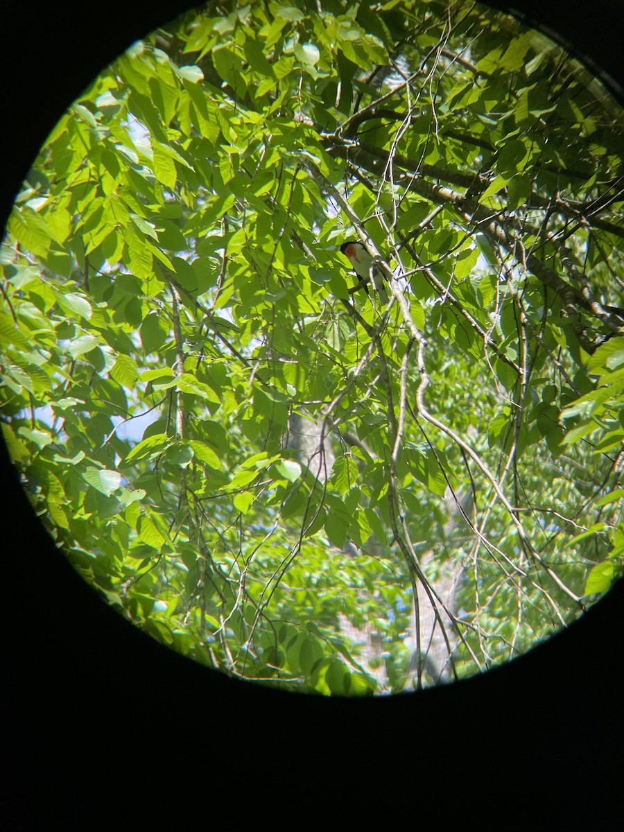 Rose-breasted Grosbeak - ML454661631