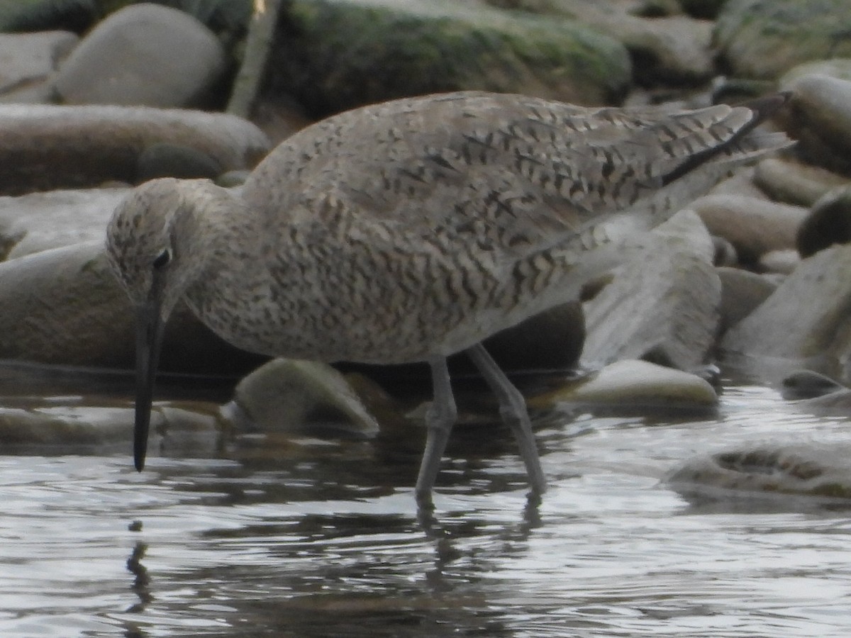 Willet - ML454662211