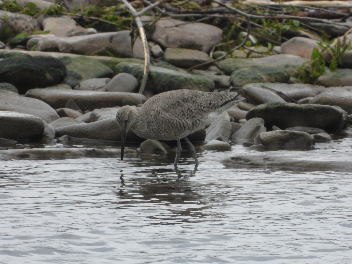 Willet - ML454662311