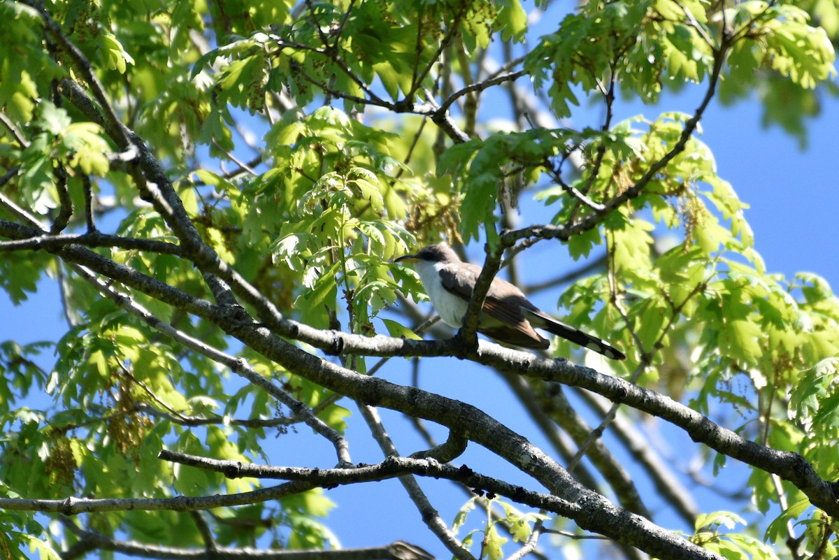 Yellow-billed Cuckoo - ML454662561