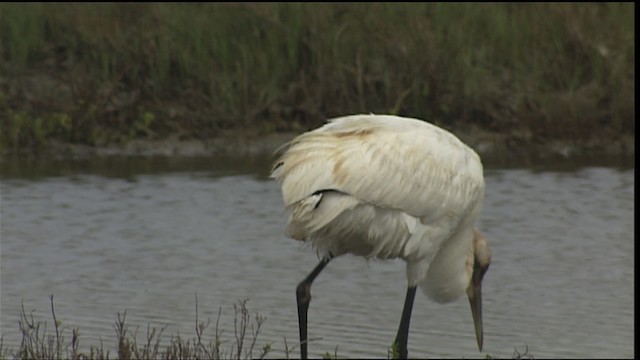 Whooping Crane - ML454663