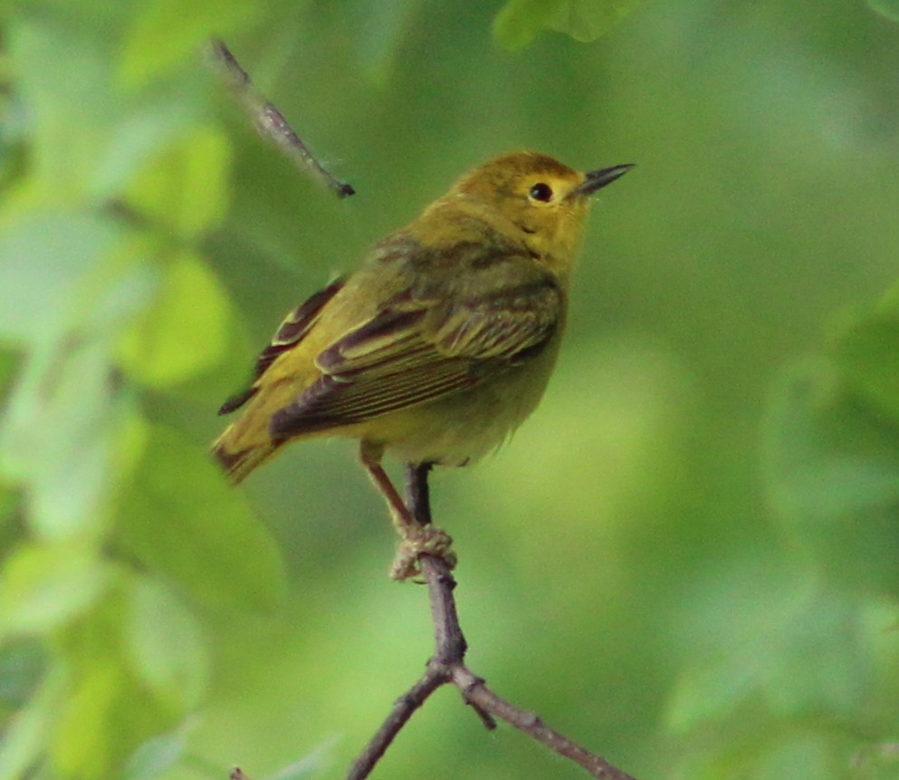 Yellow Warbler - ML454663551