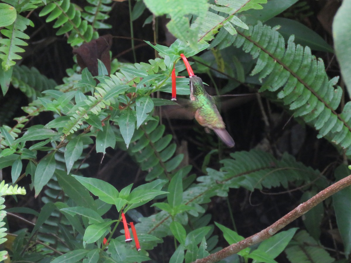 Speckled Hummingbird - Julián Rodríguez