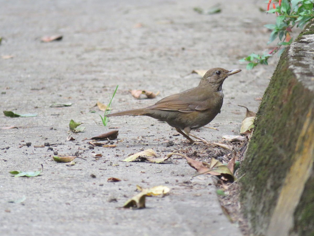 Glossy-black Thrush - ML454664011