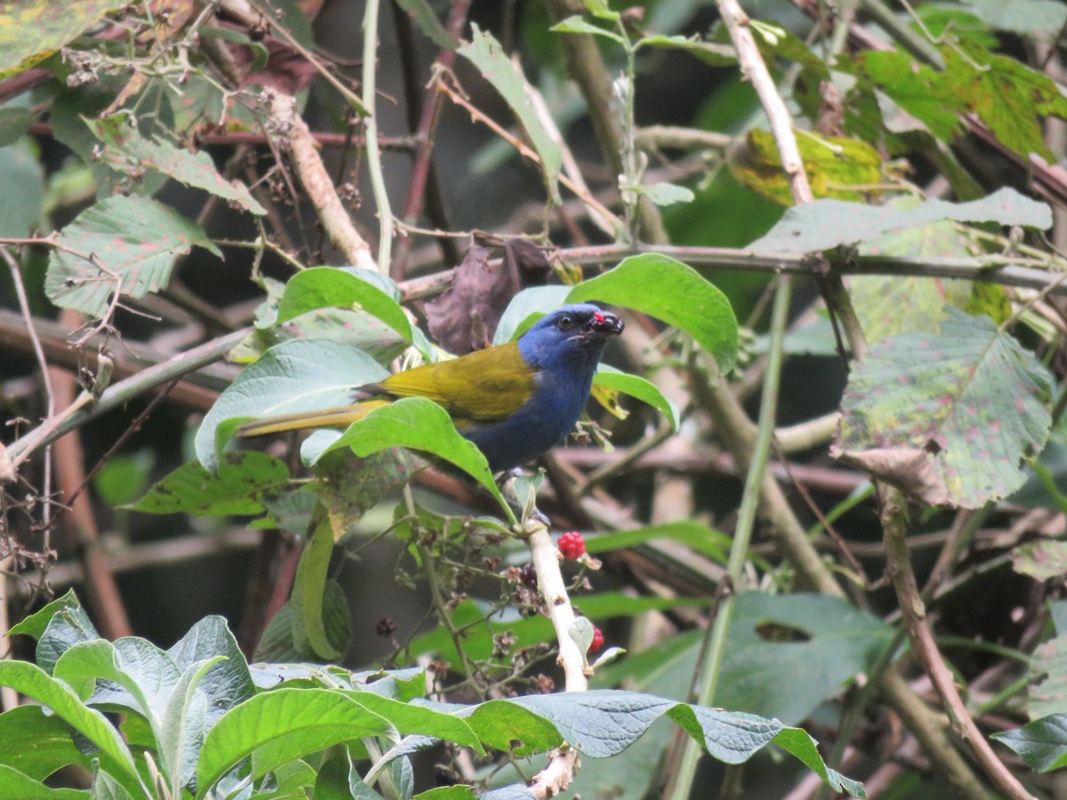 Blue-capped Tanager - ML454664141