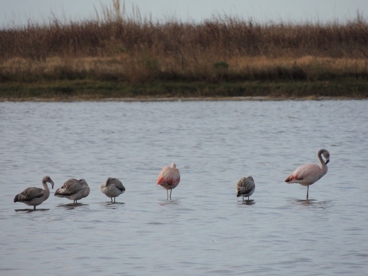 Chilean Flamingo - ML454664531