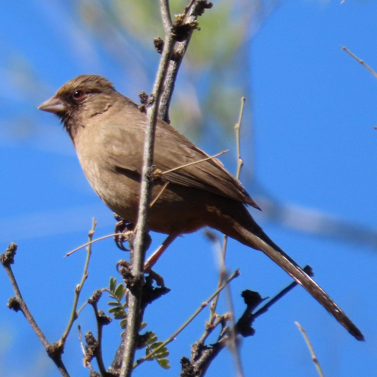 Abert's Towhee - ML454665731