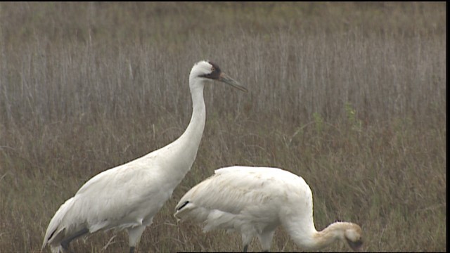 Whooping Crane - ML454666
