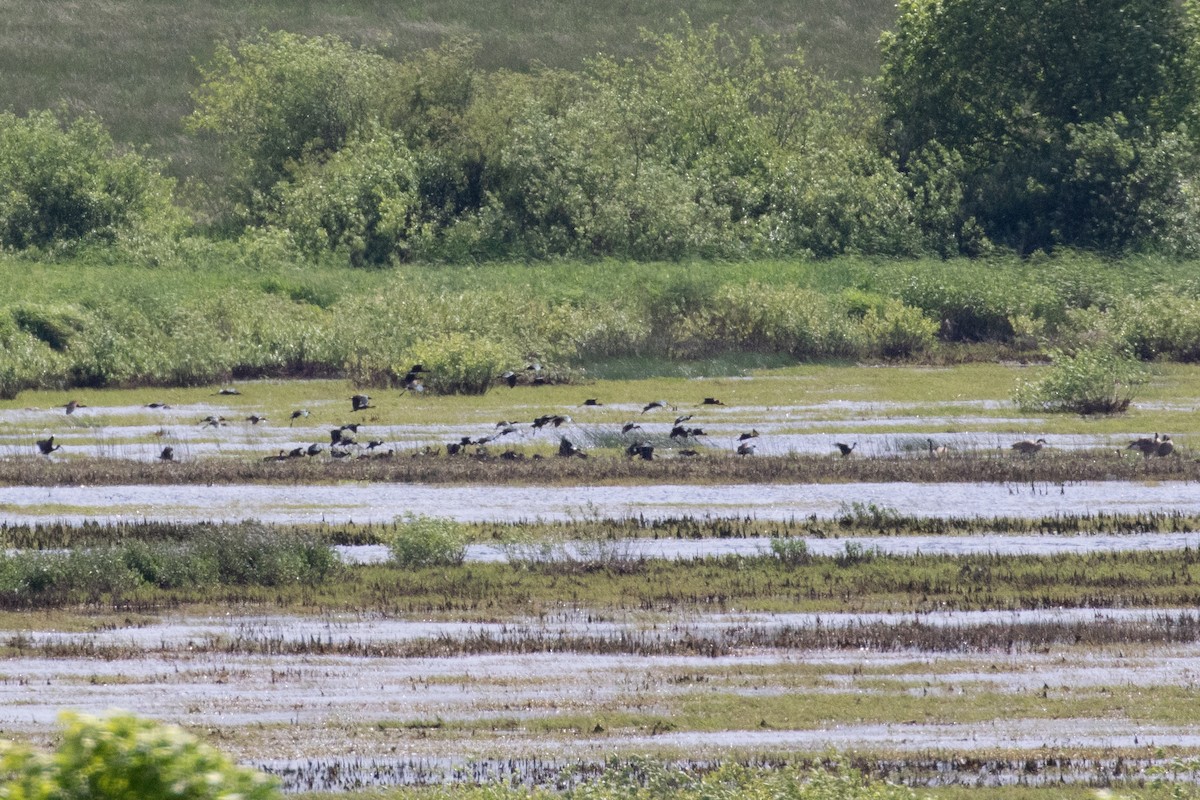 White-faced Ibis - ML454666921