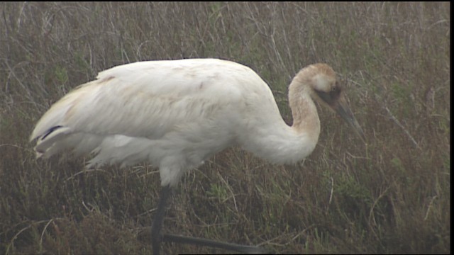 Whooping Crane - ML454667