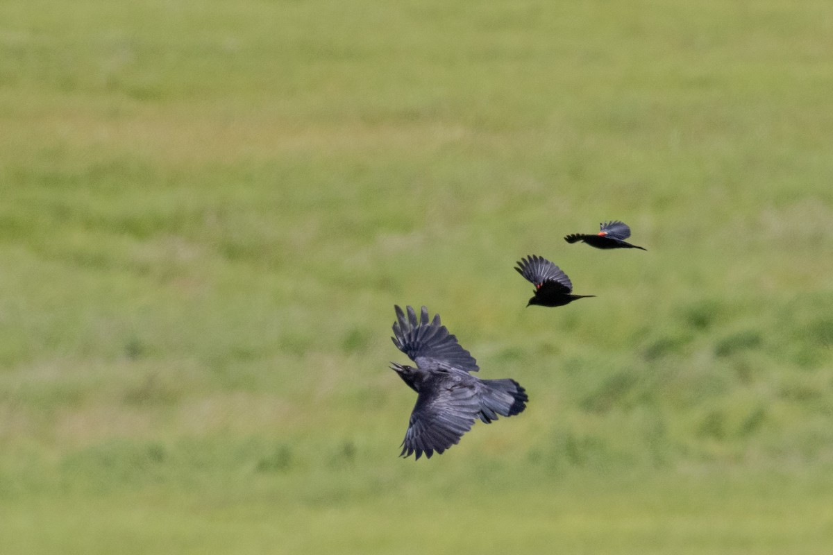 American Crow - ML454667351