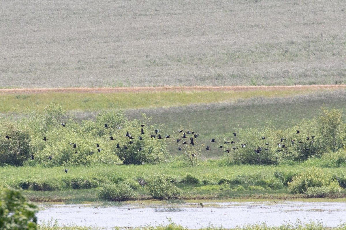 White-faced Ibis - ML454667491