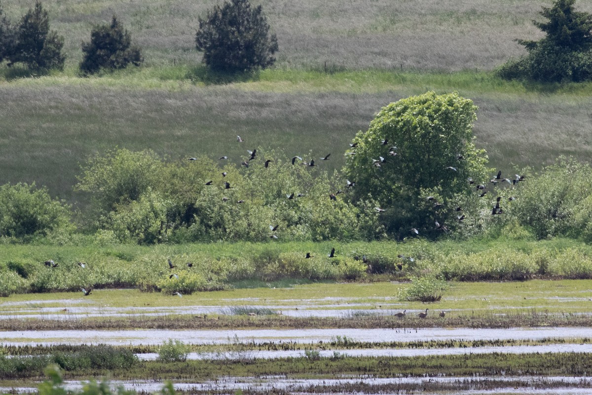 White-faced Ibis - ML454667701