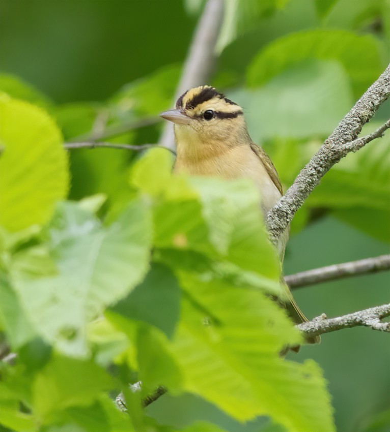 Paruline vermivore - ML454667831