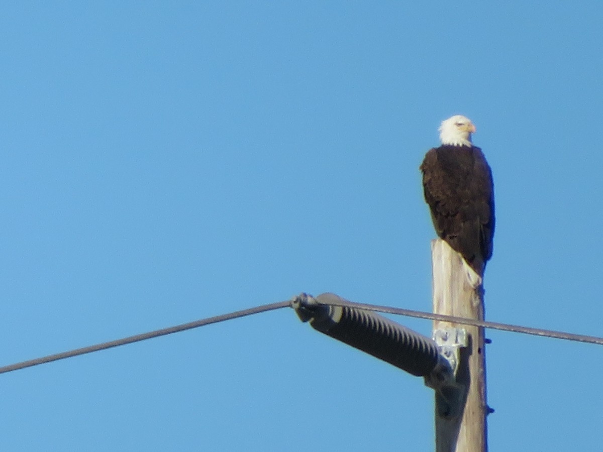 Bald Eagle - Lonnie Rodriguez