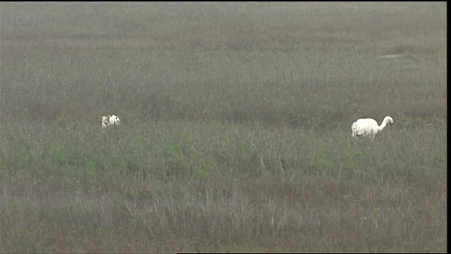 Whooping Crane - ML454672