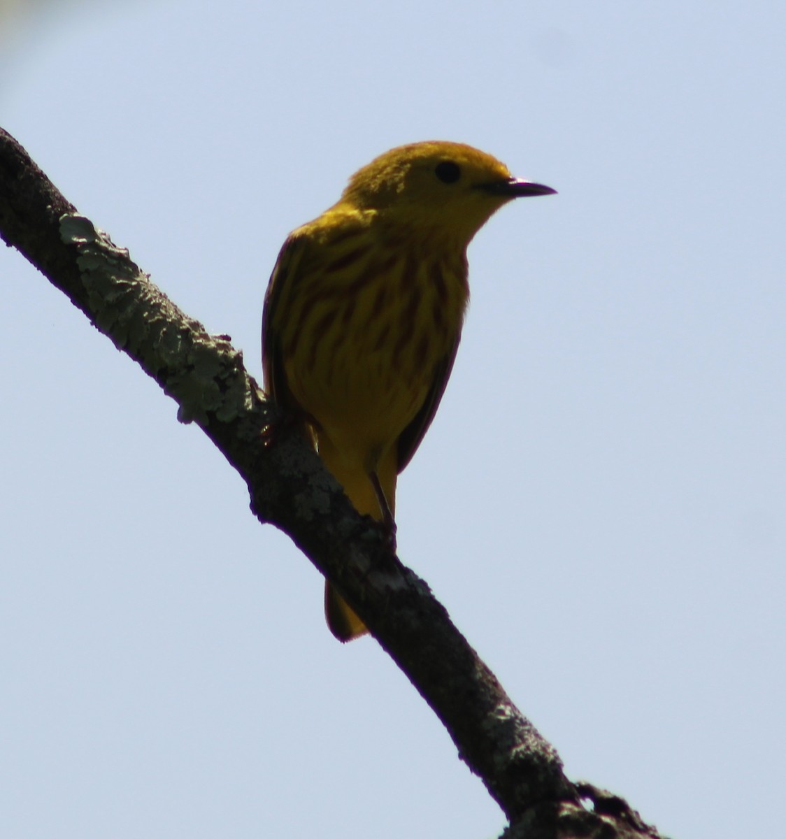 Yellow Warbler - Michelle Horowitz