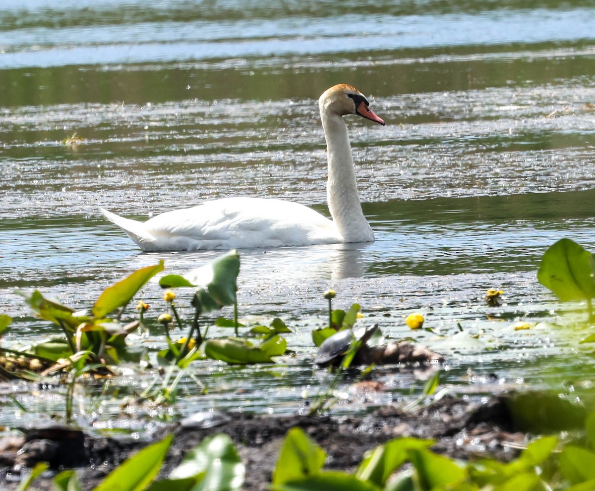 Cygne tuberculé - ML454673081