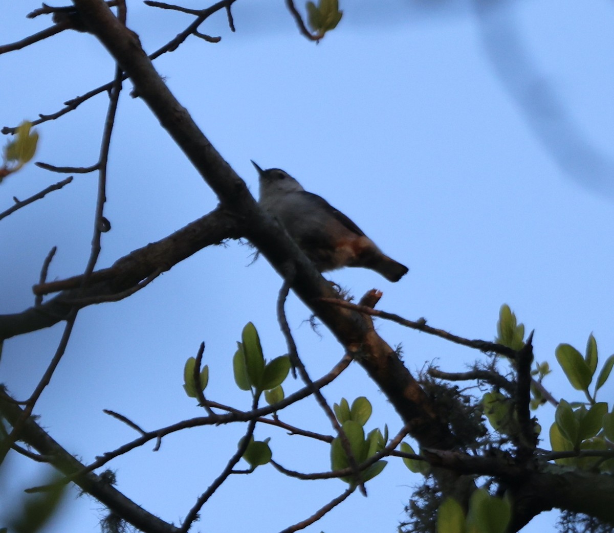 White-breasted Nuthatch - ML454673141
