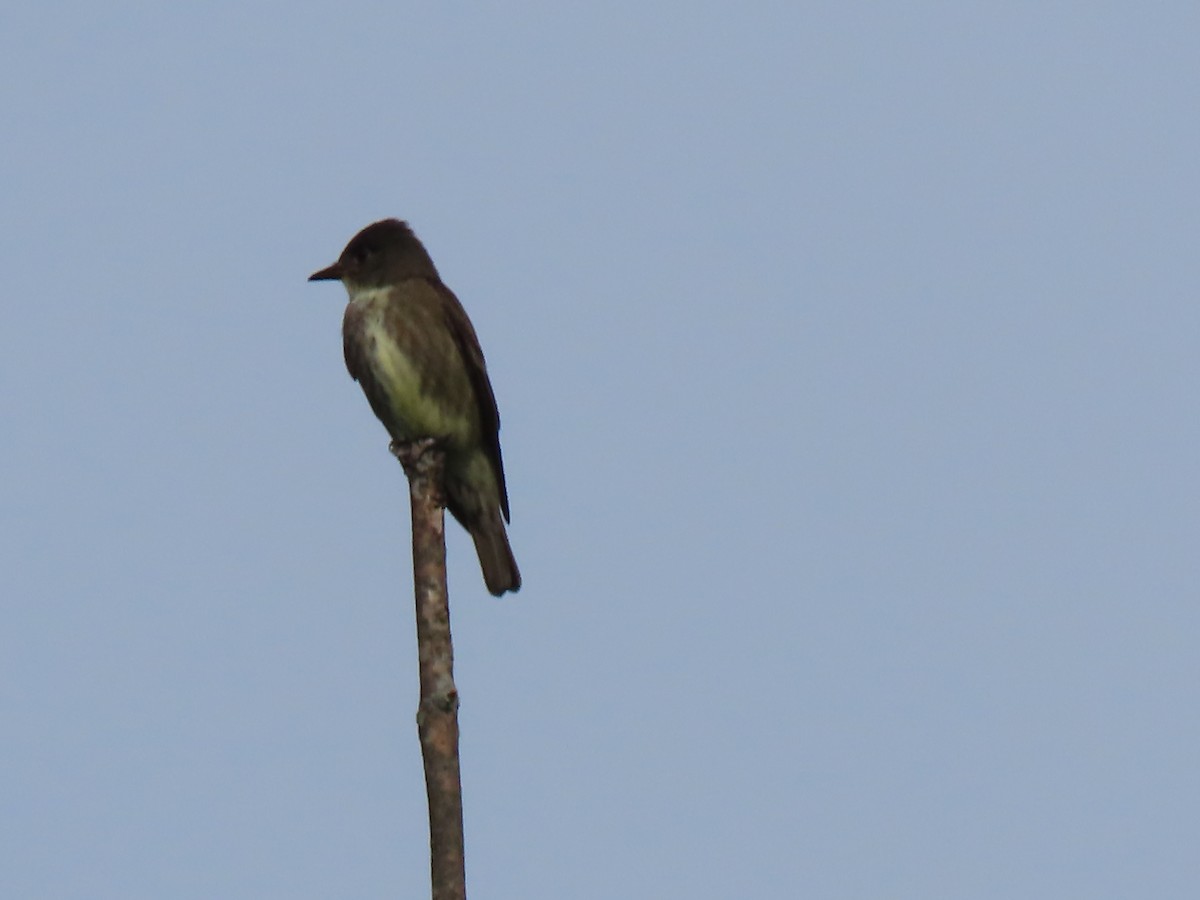 Olive-sided Flycatcher - ML454673621